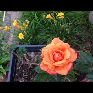 Meet your Posher, Donna